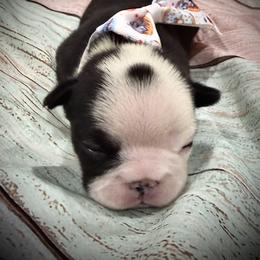 Panda Pied - Black and white male French Bulldog puppy in Wellington, Colorado from Blood Family Frenchies and Bouvs