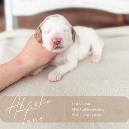 Ahsoka Tano - Parti female Goldendoodle puppy in Hiddenite, North Carolina from Rose and Reid Doodles