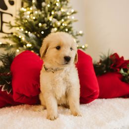 Girl 3 - female Golden Retriever puppy in Sanger, California from SDPREMIERGOLDENS
