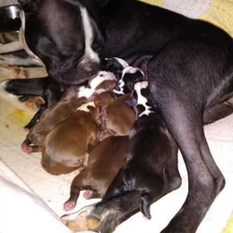 Boston Terrier Puppies from Beatrice's Kennels
