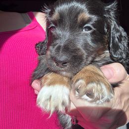 Denny - Black and cream male Dachshund puppy in Chelsea, Oklahoma from Renee's Dachshund's