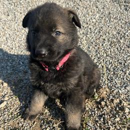 Molly - Sable female German Shepherd puppy in Milan, Illinois from Stonewick German Shepherds