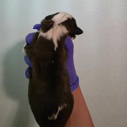 Giovanni - Mahogany and white male Saint Bernard puppy in Brandon, South Dakota from Split Rock Saints