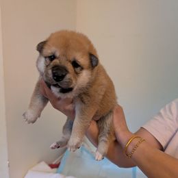 Girl 3 - Red female Shiba Inu puppy in Rohnert Park, California from Shiba Inn