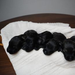 Pepper Salt Male 1 - Pepper and salt male Giant Schnauzer puppy in St George, Utah from Schnauzer Ranch