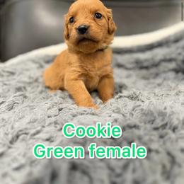 Cookie - Golden female Golden Retriever puppy in Salt Lake City, Utah from Soaring golden retrievers