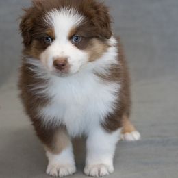 LINCOLN- RED TRI BOY - Red tri-color male Australian Shepherd puppy in Chino Valley, Arizona from Cu2 Aussies