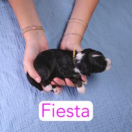 Fiesta - Black tri-color female Assorted Doodle Crosses puppy in Calhoun, Georgia from Happy Top Doodles