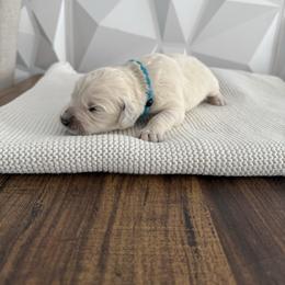 Blue collar - Light golden male Golden Retriever puppy in Radcliff, Kentucky from It’s A Golden Life