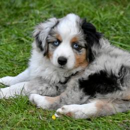 Australian Shepherd and Miniature American Shepherd Puppies from Bright Heart Aussies & Miniature American Shepherds