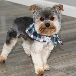teddy - Yorkshire Terrier