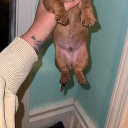 Dachshund and Poodle Puppies from Stocktons Doxies & Poodles