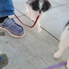 Japanese Chin Puppies from Carousel Chin