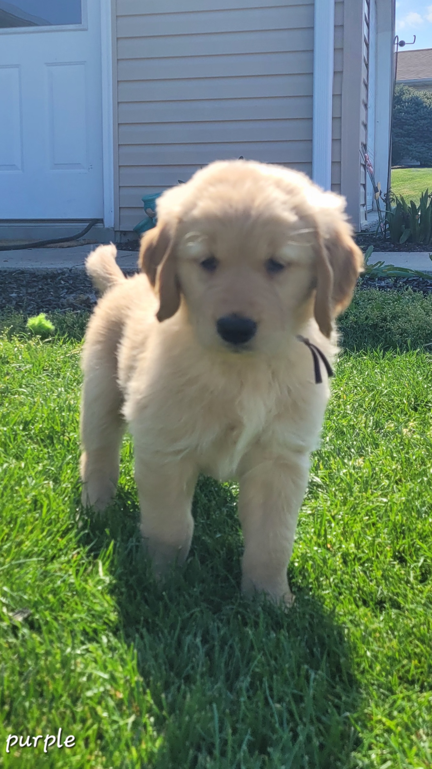 Golden Retriever Puppies from Middlecreek Goldens
