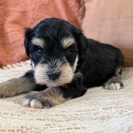 Enzo - Black and silver male Miniature Schnauzer puppy in La Mirada, California from SchnauzersRus