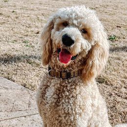 Goldendoodles and Poodles from Pleasant Ridge Doodles & Poodles