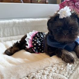 Shih Tzu Puppies from Purse Pup Shih Tzus