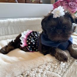 Shih Tzu Puppies from Purse Pup Shih Tzus