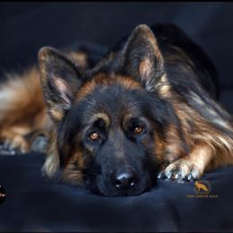 "Hemi vom Astonhaus, sire of K litter (2022)" German Shepherd Puppies from Schonwasser Shepherds
