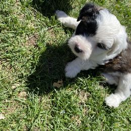 Aussiedoodle and Australian Shepherd Puppies from Sunrise Mountain Aussies