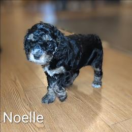 Noelle - Black and tan female Cockapoo puppy in Sunset, Louisiana from Cano Cockapoos