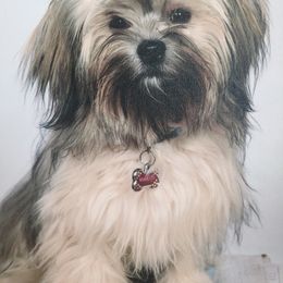 Havanese All Grown Up from Arrow Hope Farms
