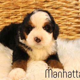 Manhattan - Tri-color male Bernedoodle puppy in Casa Grande, Arizona from AzDoodle Dandies