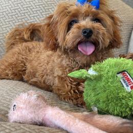 Tessa - Red female Cavapoo puppy in Marquand, Missouri from Perfectly Playful Doodles