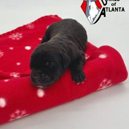 MoonDancer - Black female Great Dane puppy in Woodstock, Georgia from Diamond Danes of Atlanta