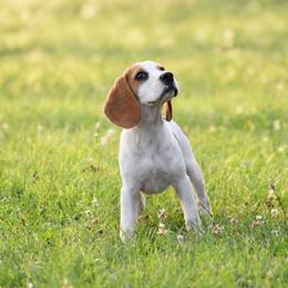 Wisp - Black tan and white female Beagle puppy in Caldwell, Ohio from Folklore Kennel