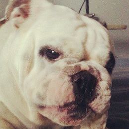 Bulldogs from Dawn Krowl's Bulldogs