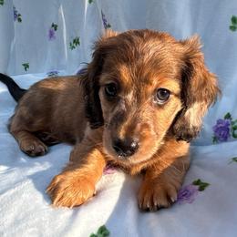 Boy 1 - Dapple male Dachshund puppy in Columbiana, Alabama from Bendita Kennels