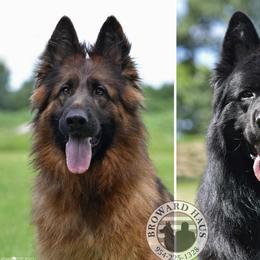 German Shepherd puppies from Vom Broward Haus