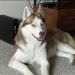 Yuri - Siberian Husky