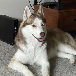 Yuri - Siberian Husky