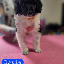 Rosie - Parti female Poodle puppy in Blue Ridge, Georgia from Beltane Standard Poodles