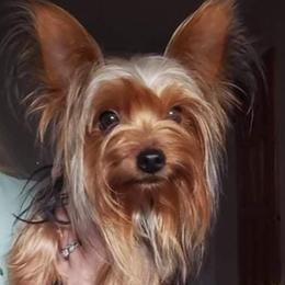 Bubbles - Yorkshire Terrier