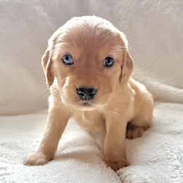 Companion Cross Puppies from Happy Tails Mini Goldens