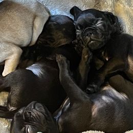 French Bulldog and Pug Puppies from AZPUGFRENCHIECONNECTION