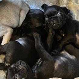 French Bulldog and Pug Puppies from AZPUGFRENCHIECONNECTION