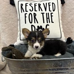 Full fluffy Easy - Black and white male American Corgi puppy in Decatur, Texas from Bar S Corgis
