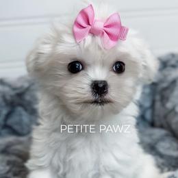 Vivi - White female Maltese puppy in Tampa, Florida from Petite Pawz