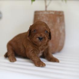 Theo - Red  male Goldendoodle puppy in Stevens, Pennsylvania from Pebble Paws Lane