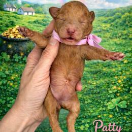 Patty (pink) - Red  female Goldendoodle puppy in Hot Springs, Arkansas from Hot Springs Kennels