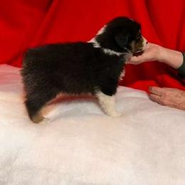 Girl 2 - Black tri-color Australian Shepherd puppy in Hesperia, Michigan from Lil Pines Aussies