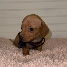 Dachshund Puppies from Wiggle Weens