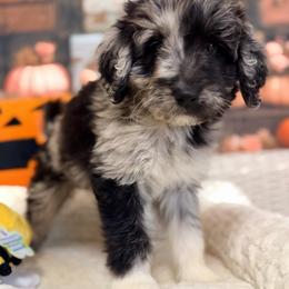 Eclipse - Blue merle female Aussiedoodle puppy in Dickerson, Maryland from Pawsome Aussie Doodles and Oodles