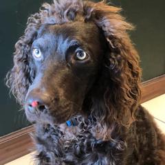 Boykin Spaniels from Southern Way Farm