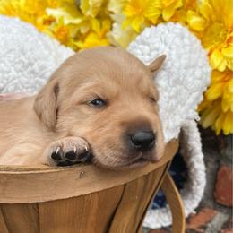 Light Pink Collar Female - Yellow female Labrador Retriever puppy in Hurtsboro, Alabama from PARK’s Family Farm
