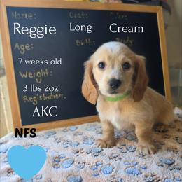Hercules - Cream male Dachshund puppy in Hoquiam, Washington from Heyd's Mini Dachshunds